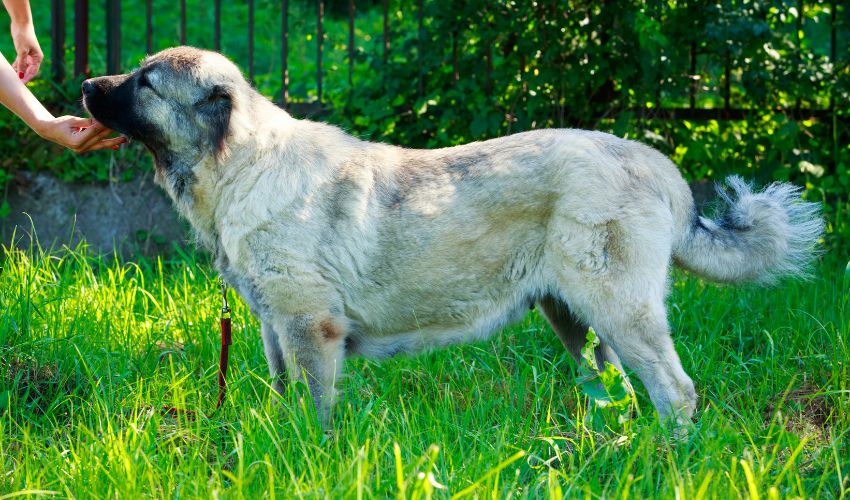 Mastering Puppy Socialization Techniques for a Happier, Well-Adjusted Dog