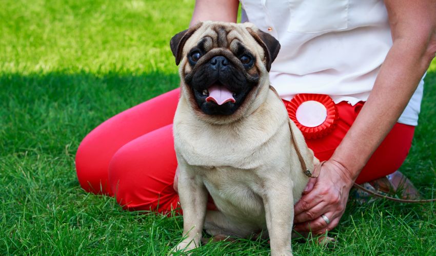 Mastering Crate Training Tips for Puppies and Adult Dogs: A Comprehensive Guide