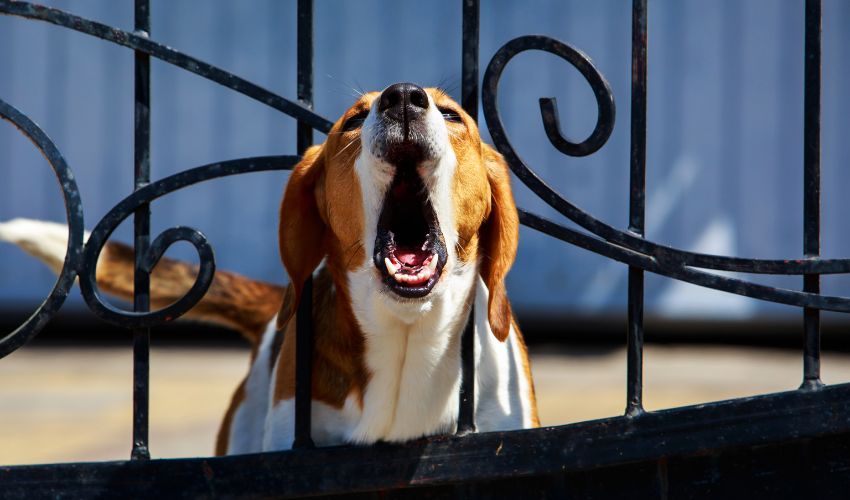 The Ultimate Guide: How to Care for Armant Puppies in Their First Year